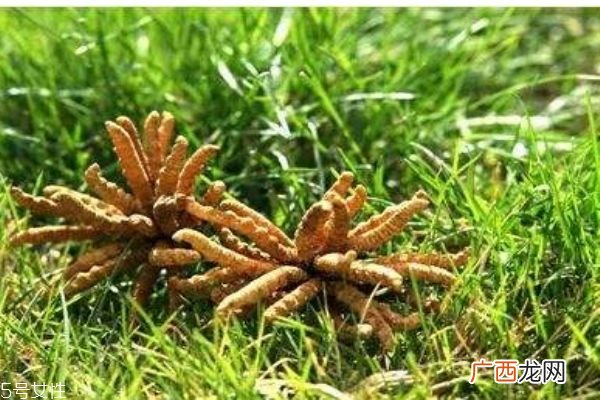 冬虫夏草生在在哪里呢冬虫夏草的市场价格是多少呢