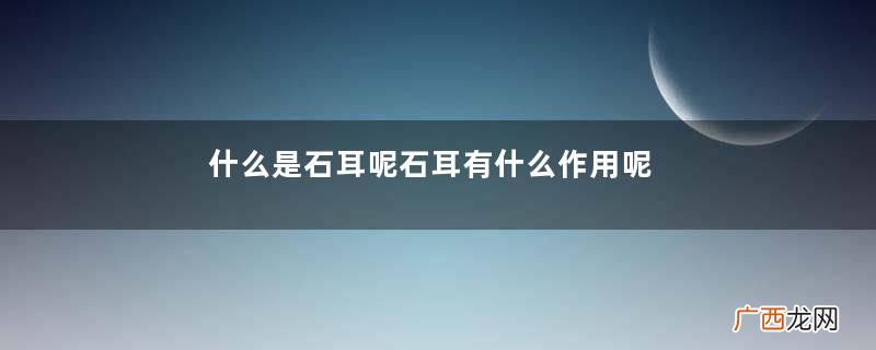 什么是石耳呢石耳有什么作用呢