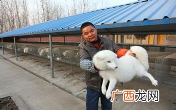 畜禽常见疾病及防治技术 狐狸疾病防治技术