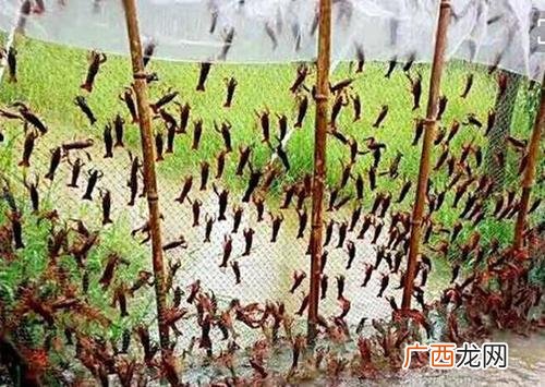 养殖小龙虾的全部流程 小龙虾繁殖技术