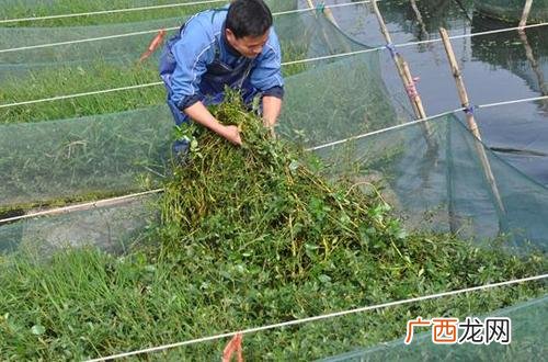 黄鳝养殖技术 视频黄鳝苗养殖技术