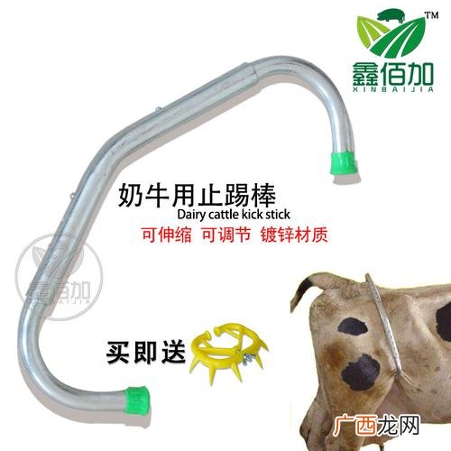 奶牛修蹄教程演示 奶牛修蹄技术