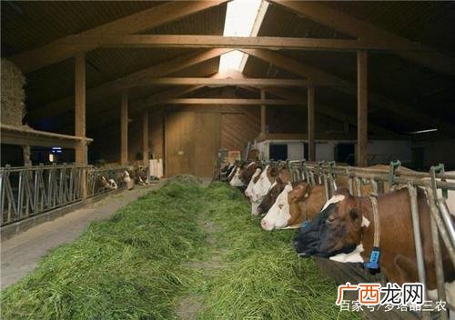 牛舍消毒杀菌用啥药 最新牛舍消毒技术