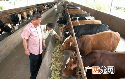 科学养牛实用指导 种草养牛技术