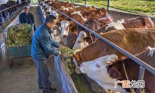 科学养牛实用指导 种草养牛技术