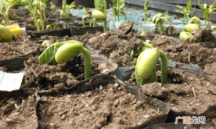 芸豆管理技术 芸豆育苗技术