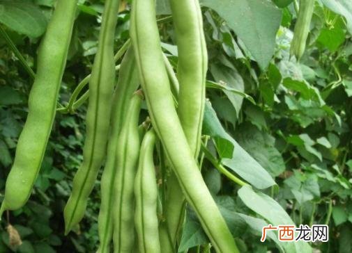 芸豆管理技术 芸豆育苗技术