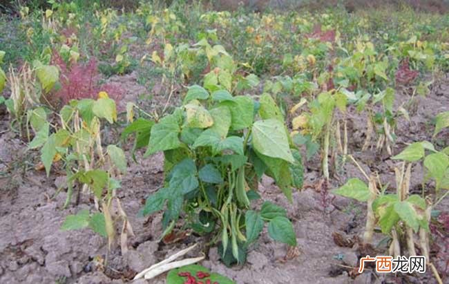 芸豆管理技术 芸豆育苗技术
