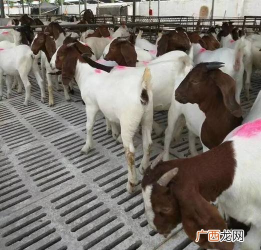 波尔山羊的养殖技术与管理 波尔山羊的养殖技术