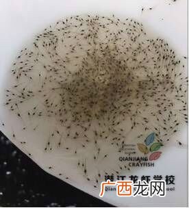 大棚养殖基围虾 小龙虾人工繁殖技术