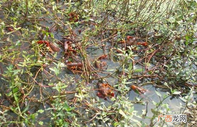 大棚养殖基围虾 小龙虾人工繁殖技术