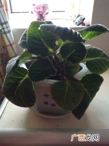 如何让大岩桐球根发芽 花卉大岩桐种植