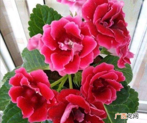 如何让大岩桐球根发芽 花卉大岩桐种植