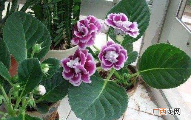 如何让大岩桐球根发芽 花卉大岩桐种植