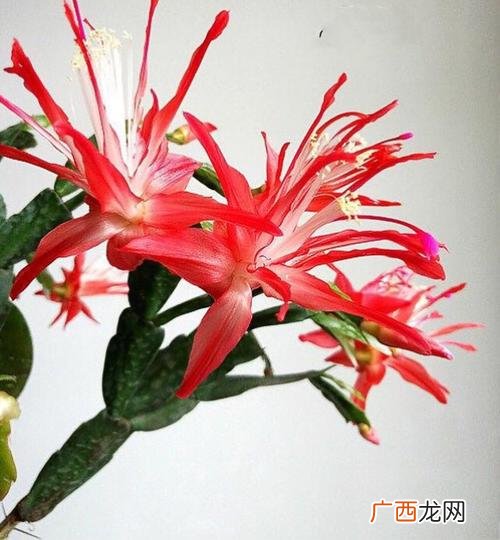 蟹爪兰图片大全 蟹爪兰花卉图片