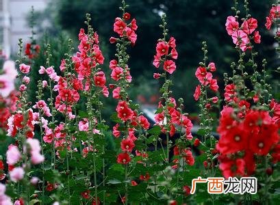 蟹爪兰图片大全 蟹爪兰花卉图片