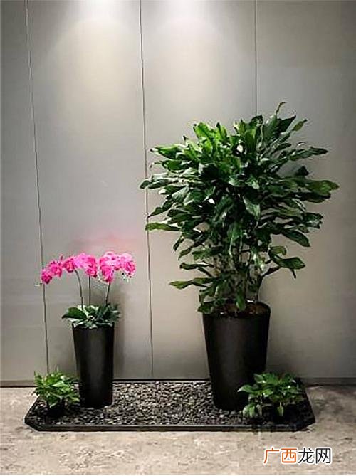 办公室绿化 办公室花卉绿植养护管理规定