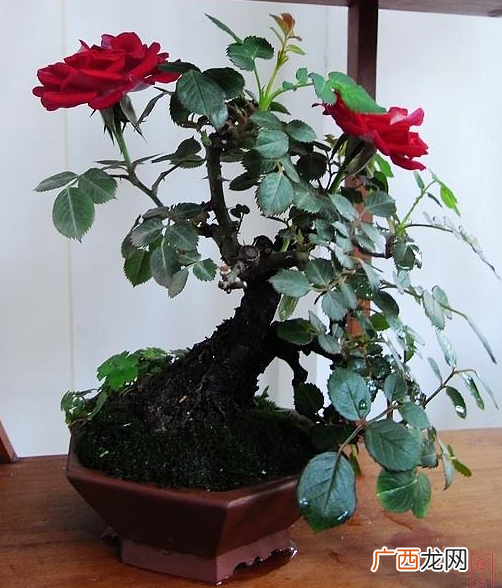 常见盆栽花卉 购真盆栽花卉