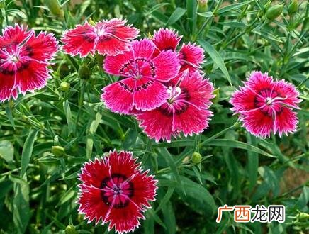 木本植物花卉大全 多年生造型花卉大全图