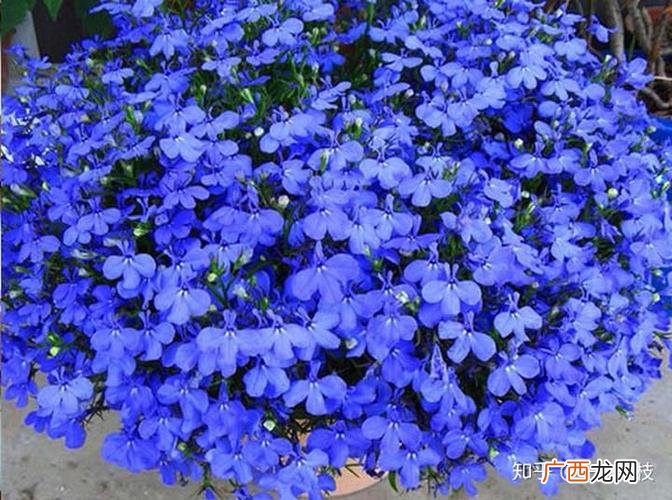 木本植物花卉大全 多年生造型花卉大全图