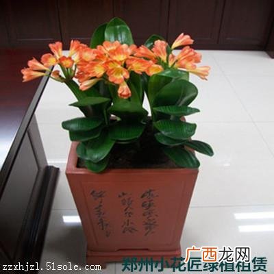绿植花卉 成都花卉租摆业务