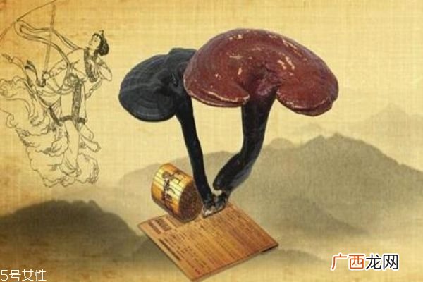 灵芝有什么功效呢灵芝应该怎么服用呢