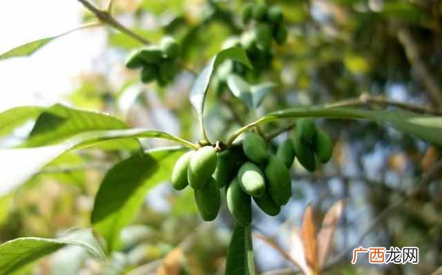桂花种子作用及用途介绍 桂花种子怎么用