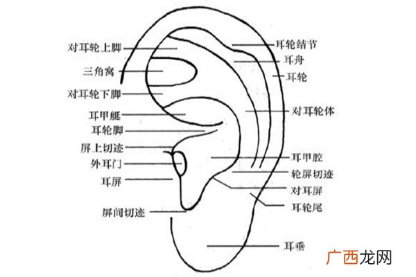 什么是耳穴埋豆耳穴埋豆的注意事项