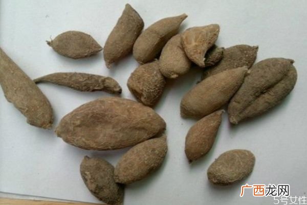 什么是广郁金呢广郁金有什么作用呢
