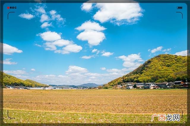 养100只肉狗的利润 庭院种什么挣钱