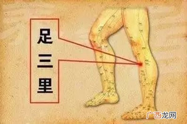 足三里是什么穴位足三里怎么找