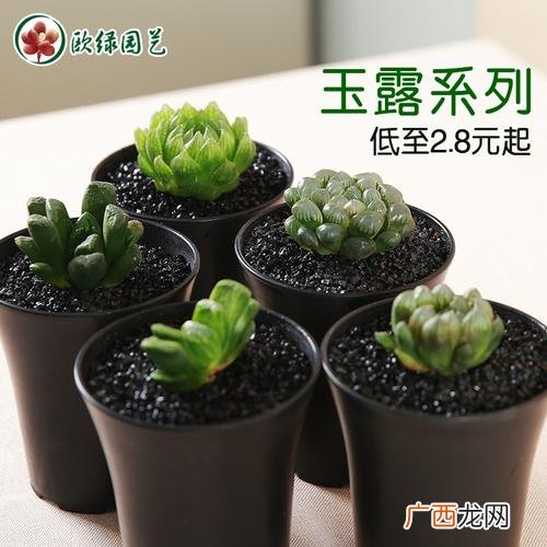 成都金科花卉市场 成都市花卉租赁