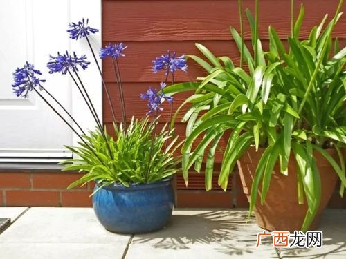 花卉的栽培管理措施有哪些 冬季盆栽花卉管理