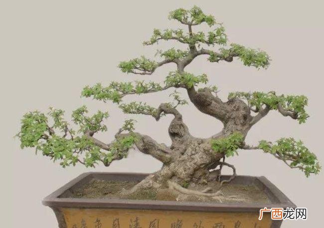 花卉的栽培管理措施有哪些 冬季盆栽花卉管理