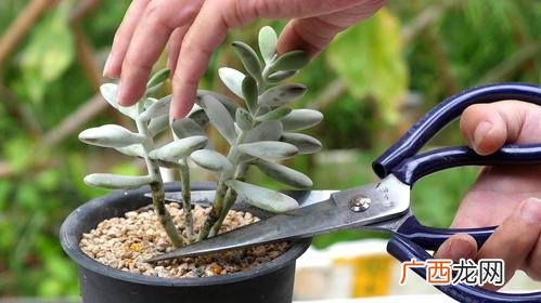 绿植唯美图片 绿植花卉清新萌动