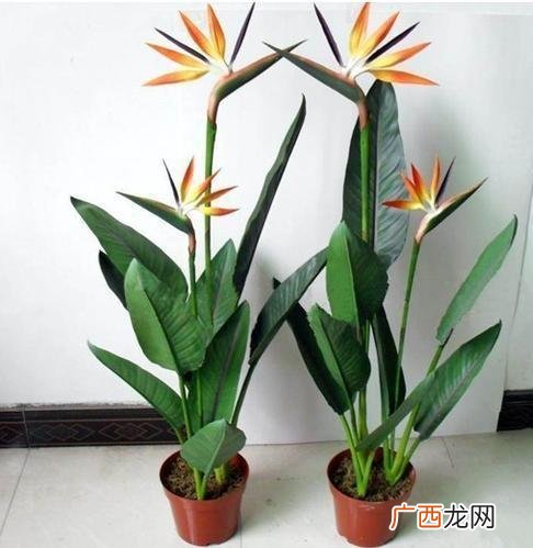 绿植唯美图片 绿植花卉清新萌动
