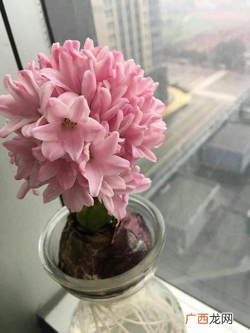 绿植唯美图片 绿植花卉清新萌动