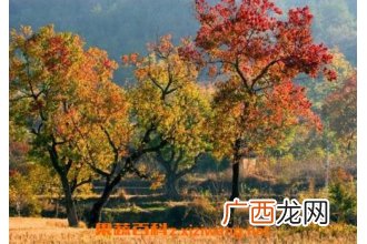 乌桕树图片 乌桕树的功效与作用