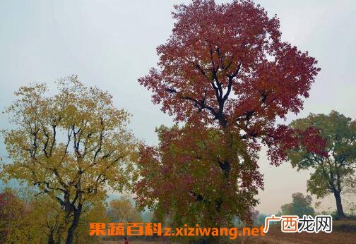 乌桕树图片 乌桕树的功效与作用