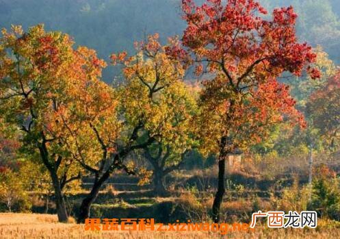 乌桕树图片 乌桕树的功效与作用