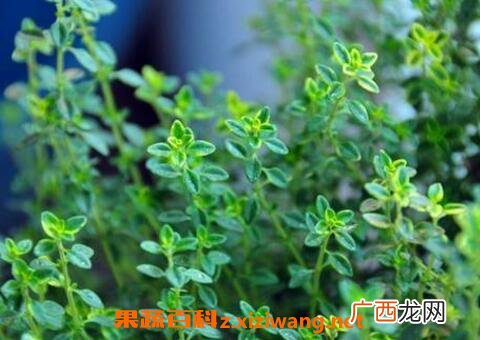 百里香的功效与作用