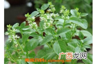 百里香的功效与作用