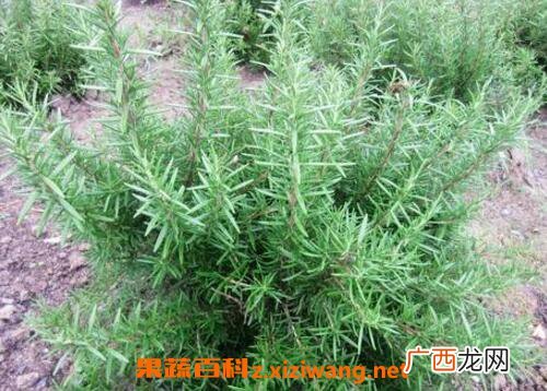 迷迭香和百里香的区别