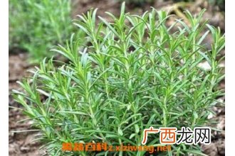 迷迭香和百里香的区别