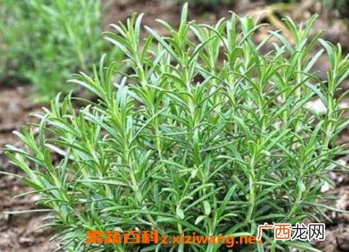 迷迭香和百里香的区别