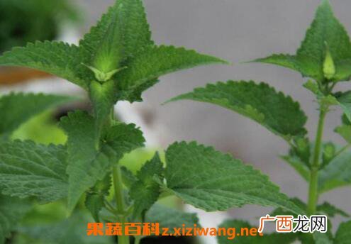 藿香泡水喝有什么好处