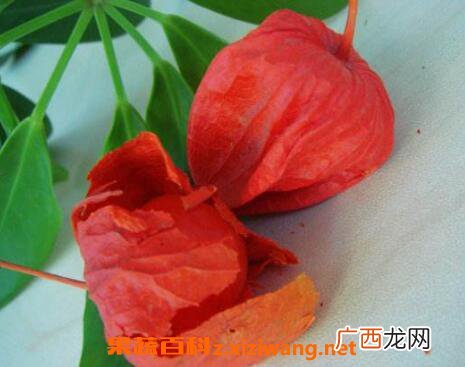 苦姑娘皮泡水的功效与禁忌