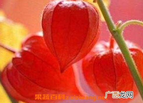 苦姑娘皮泡水的功效与禁忌