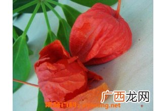 苦姑娘皮泡水的功效与禁忌