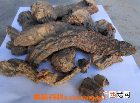 肉苁蓉的功效与作用 肉苁蓉的危害